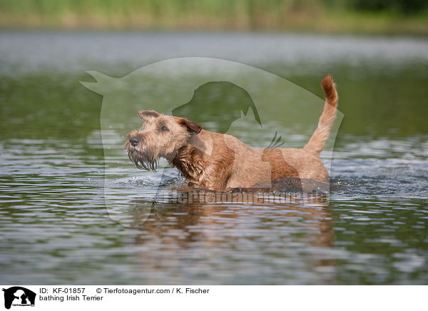 bathing Irish Terrier / KF-01857