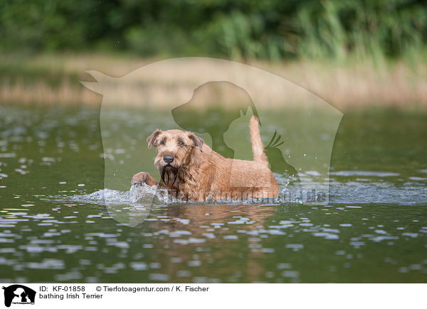 bathing Irish Terrier / KF-01858