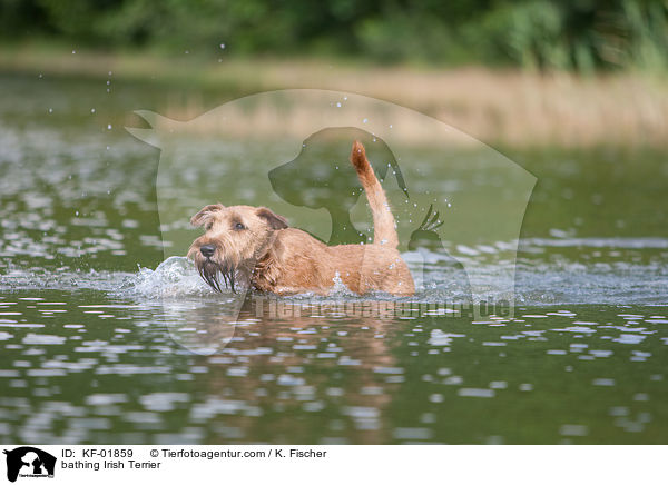 bathing Irish Terrier / KF-01859