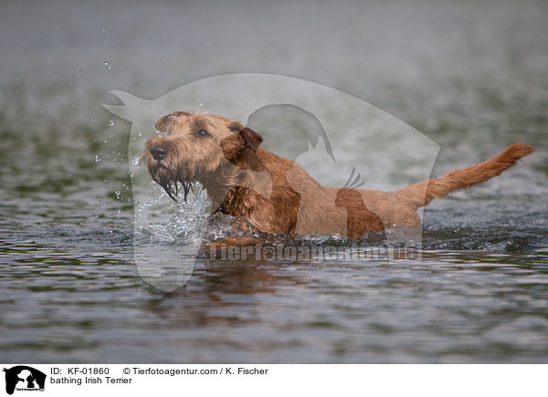 bathing Irish Terrier / KF-01860