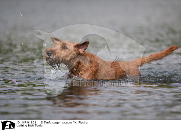 bathing Irish Terrier / KF-01861
