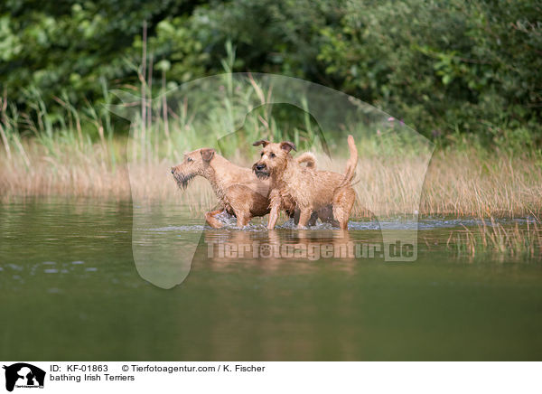 bathing Irish Terriers / KF-01863