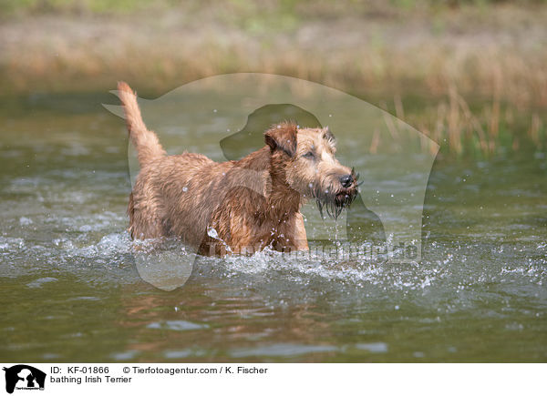 bathing Irish Terrier / KF-01866
