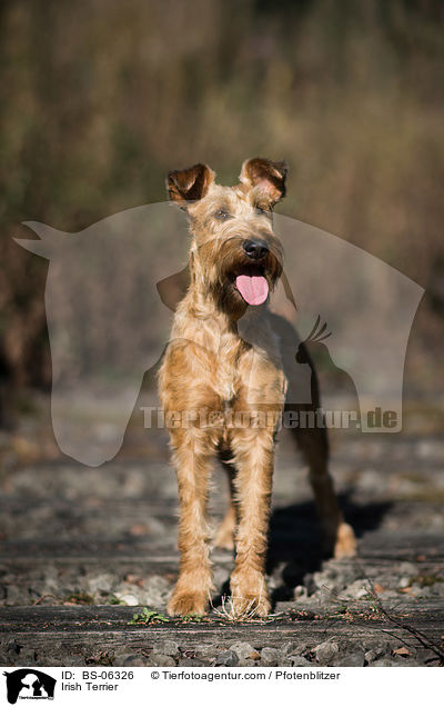 Irish Terrier / Irish Terrier / BS-06326