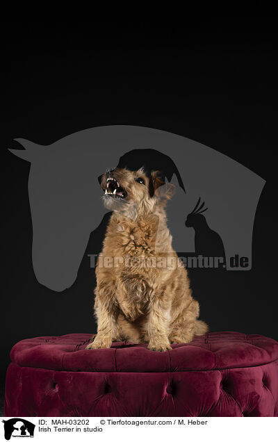 Irish Terrier in studio / MAH-03202
