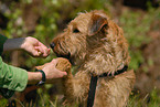 Irish Terrier