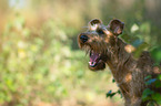 Irish Terrier Portrait