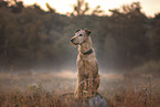 female Irish Terrier