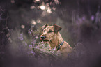 female Irish Terrier