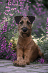 Irish Terrier in summer