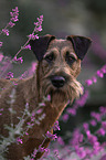 Irish Terrier in summer