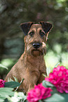 Irish Terrier in summer