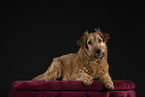 Irish Terrier in studio