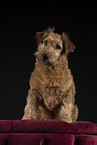 Irish Terrier in studio