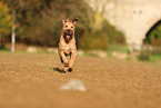 Irish Terrier
