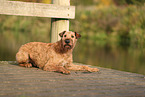 Irish Terrier