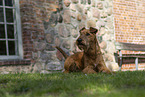 Irish Terrier