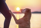 Irish Terrier