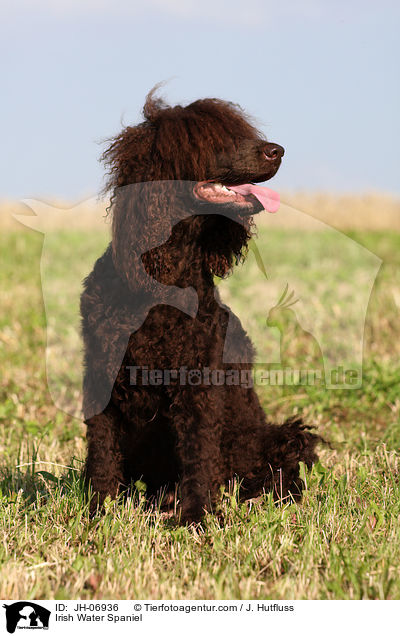Irish Water Spaniel / JH-06936
