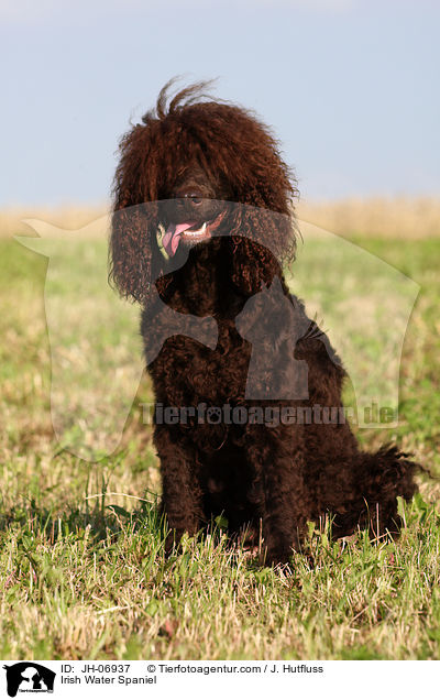 Irish Water Spaniel / JH-06937