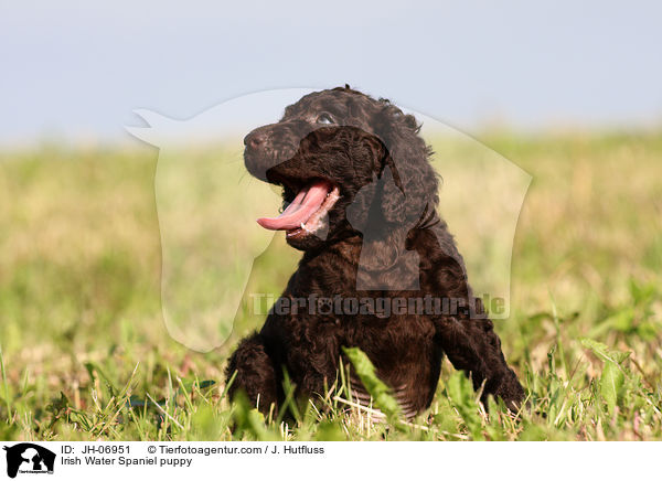 Irish Water Spaniel Welpe / Irish Water Spaniel puppy / JH-06951