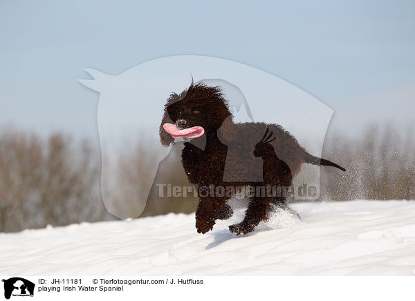 playing Irish Water Spaniel / JH-11181