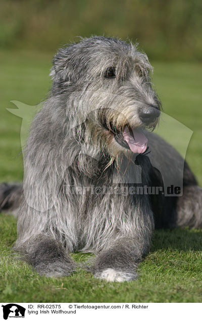 lying Irish Wolfhound / RR-02575