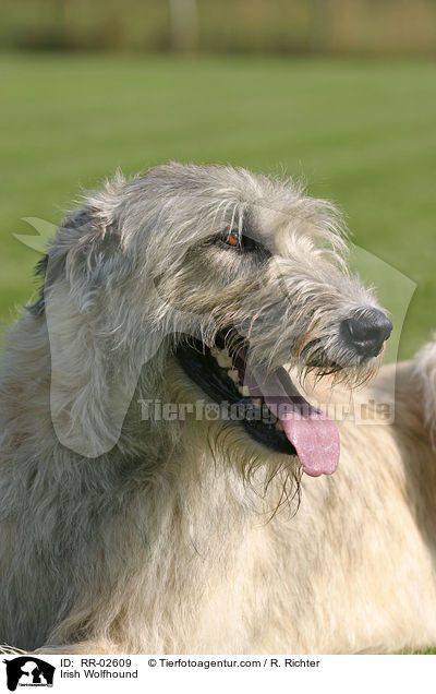 Irischer Wolfshund / Irish Wolfhound / RR-02609