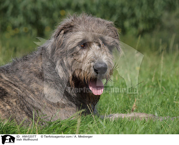 Irischer Wolfshund / Irish Wolfhound / AM-02077