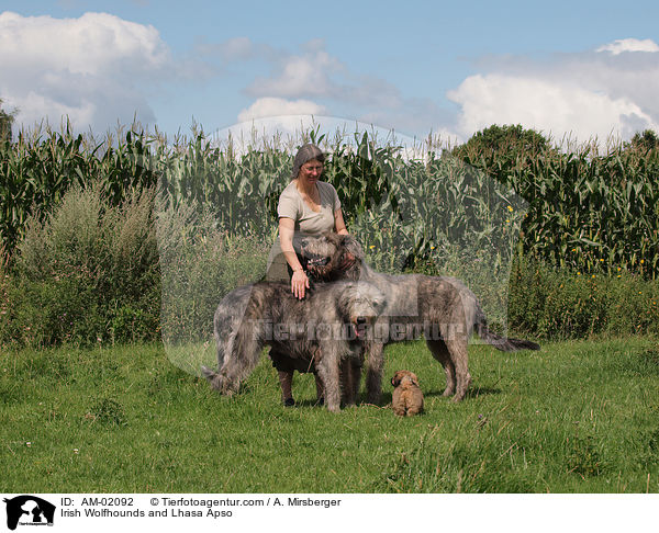 Irische Wolfshunde und Lhasa Apso / Irish Wolfhounds and Lhasa Apso / AM-02092