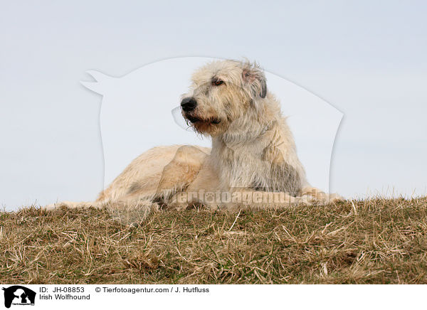 Irischer Wolfshund / Irish Wolfhound / JH-08853