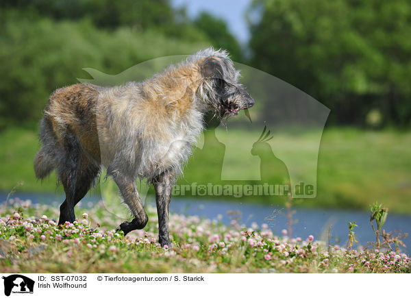Irish Wolfhound / SST-07032