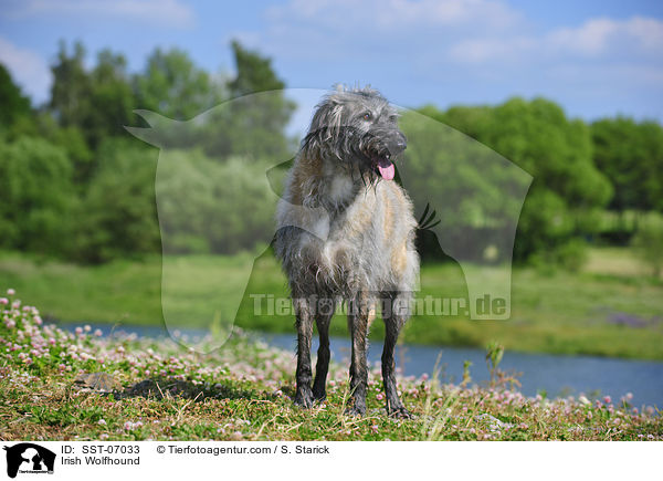 Irischer Wolfshund / Irish Wolfhound / SST-07033