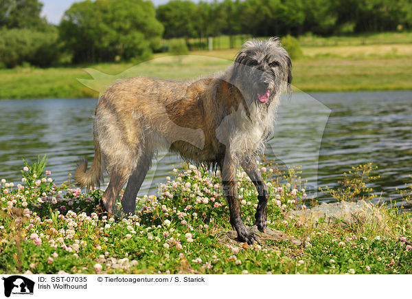 Irischer Wolfshund / Irish Wolfhound / SST-07035