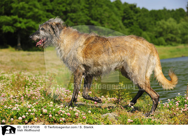 Irish Wolfhound / SST-07036