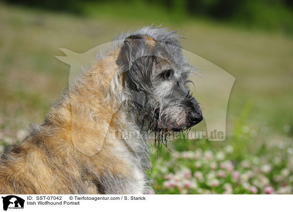 Irischer Wolfshund Portrait / Irish Wolfhound Portrait / SST-07042