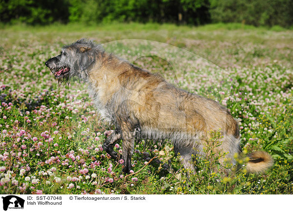 Irischer Wolfshund / Irish Wolfhound / SST-07048