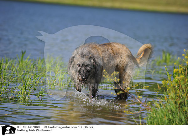 badender Irischer Wolfshund / bathing Irish Wolfhound / SST-07060