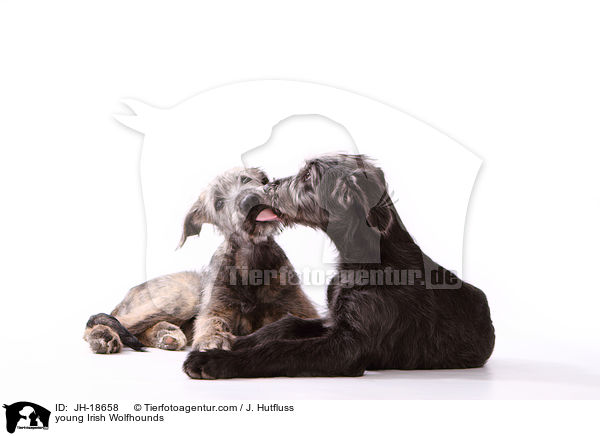 junge Irische Wolfshunde / young Irish Wolfhounds / JH-18658