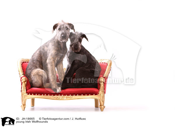 junge Irische Wolfshunde / young Irish Wolfhounds / JH-18665
