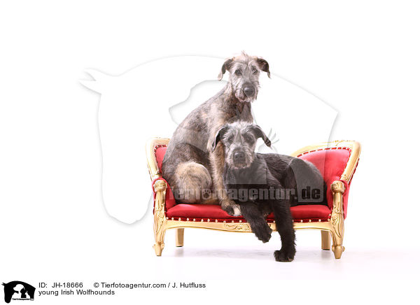 junge Irische Wolfshunde / young Irish Wolfhounds / JH-18666