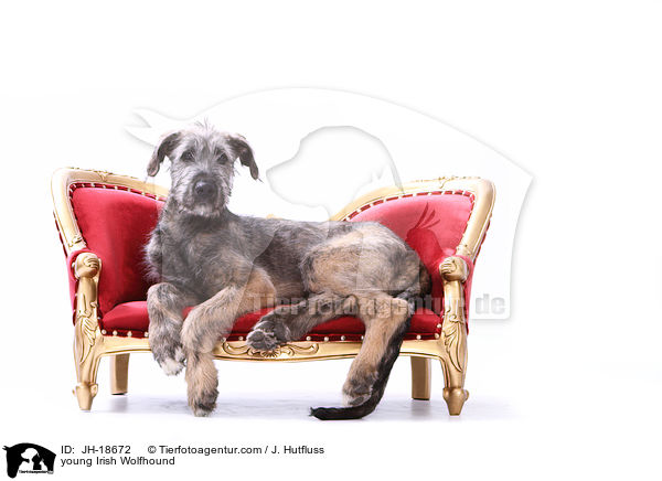 junger Irischer Wolfshund / young Irish Wolfhound / JH-18672