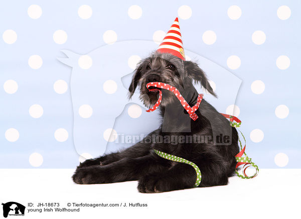 junger Irischer Wolfshund / young Irish Wolfhound / JH-18673