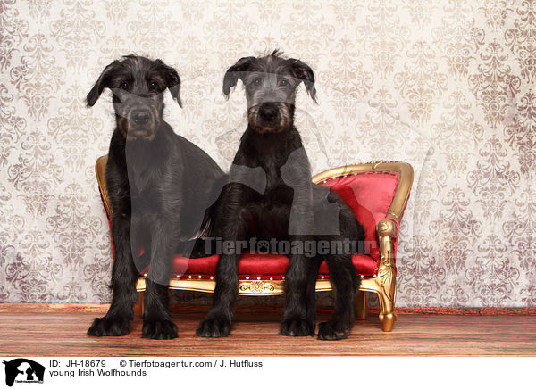 junge Irische Wolfshunde / young Irish Wolfhounds / JH-18679