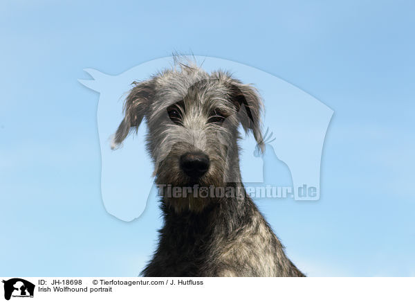 Irischer Wolfshund Portrait / Irish Wolfhound portrait / JH-18698