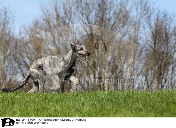 rennender Irischer Wolfshund / running Irish Wolfhound / JH-18700