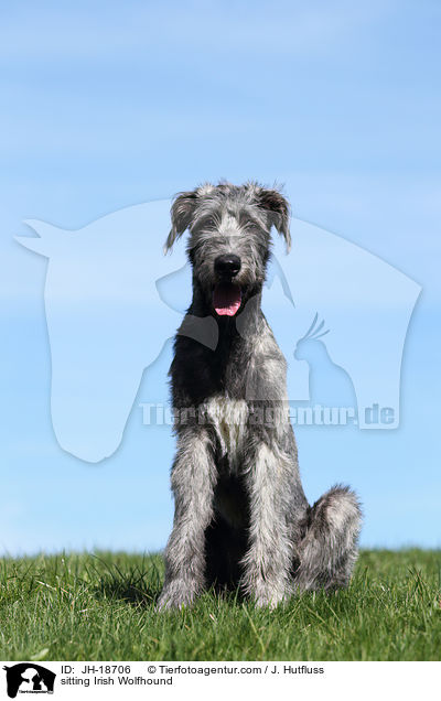 sitzender Irischer Wolfshund / sitting Irish Wolfhound / JH-18706