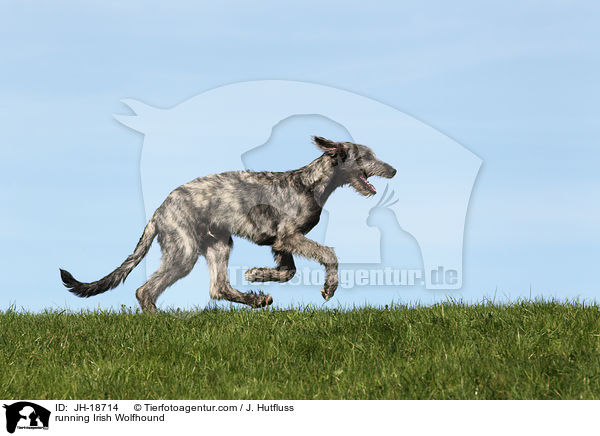 rennender Irischer Wolfshund / running Irish Wolfhound / JH-18714