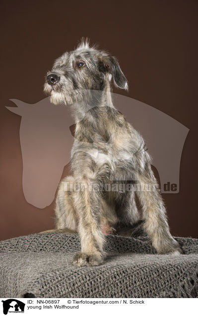 junger Irischer Wolfshund / young Irish Wolfhound / NN-06897