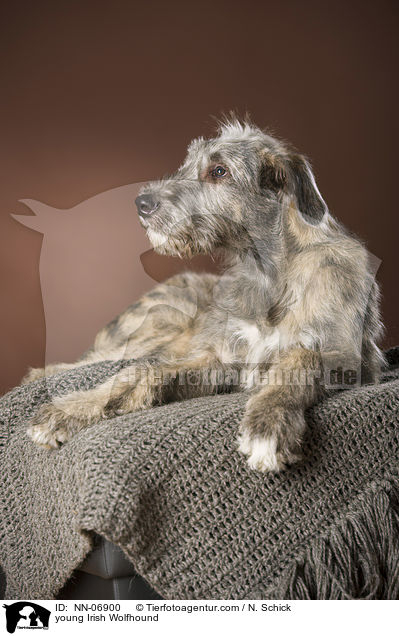 junger Irischer Wolfshund / young Irish Wolfhound / NN-06900